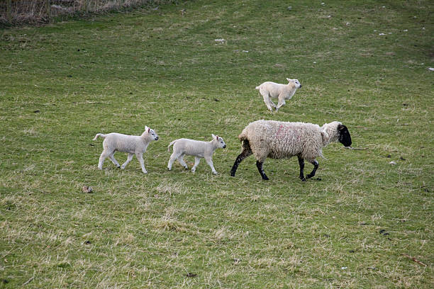 istock Spring Lambs, Northumberland, England. 91691202