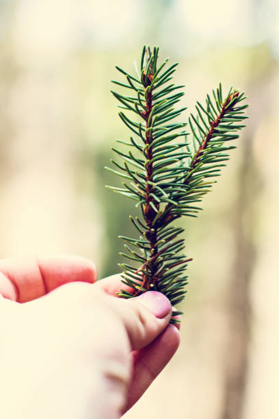 istock The Fir branch on the woman's hand. 916913034
