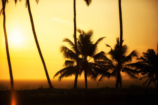 Palmtyrees standing in silhouettte - towards sunrise. Kerala Backwaters