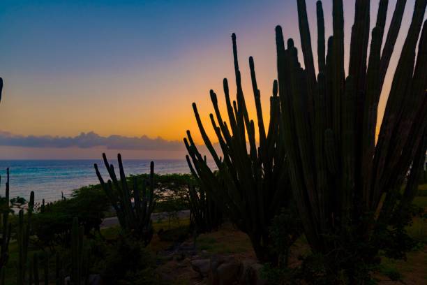 istock Caribbean island of Aruba 916913964