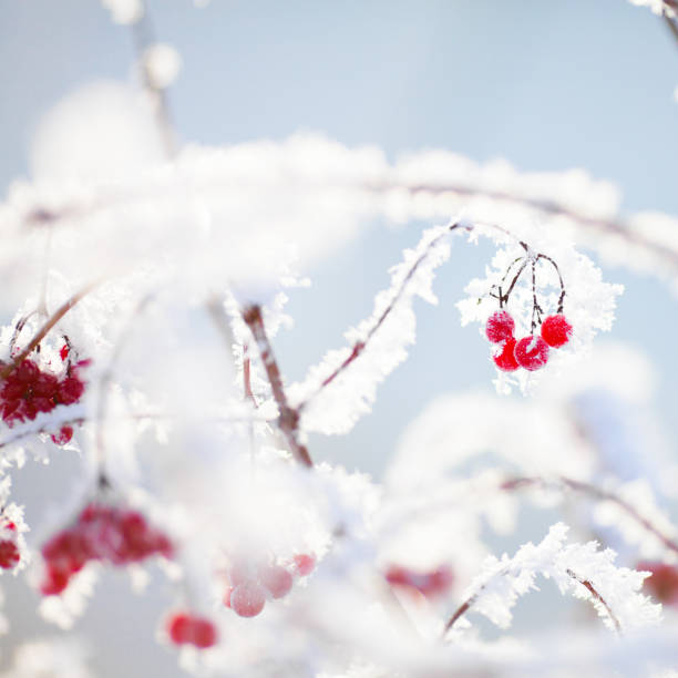 istock Winter, snow at the branches with berries. 916914234