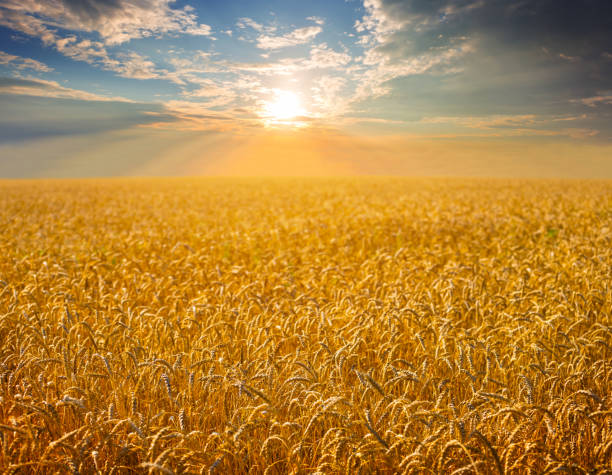 istock summer wheat field at the sunset 916914302