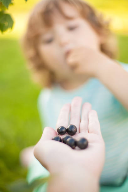 cupped hands is a heap of fresh wild blueberries