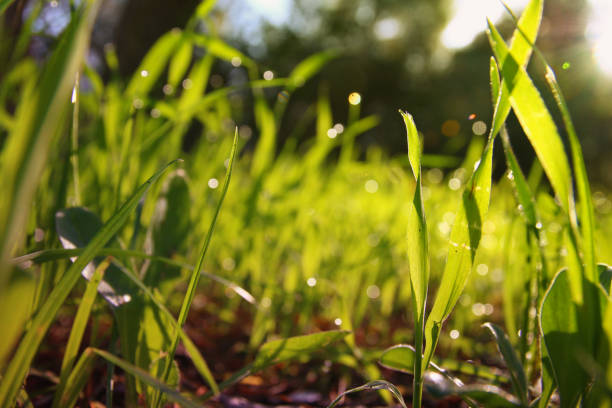 istock low angle view of fresh grass. freedom and renewal concept. 916914362