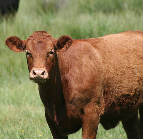 istock Red Angus California Cow 91691439