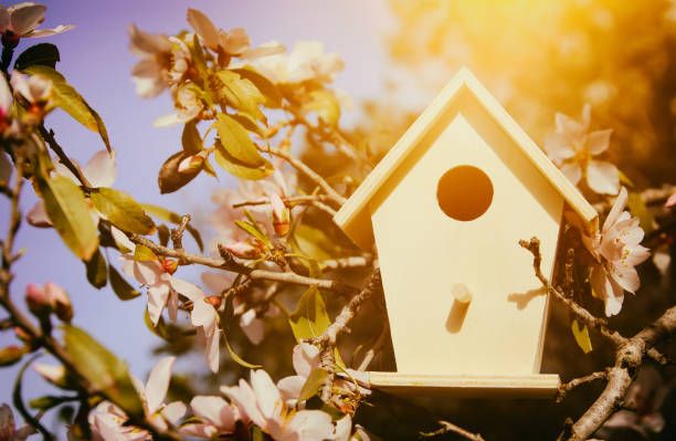 istock Little birdhouse in spring over blossom cherry tree. 916914498