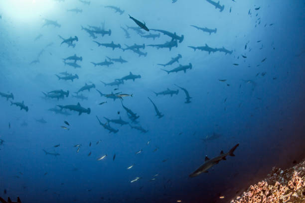 istock Hammerhead Shark at Cocos Island, Costa Rica 916916886