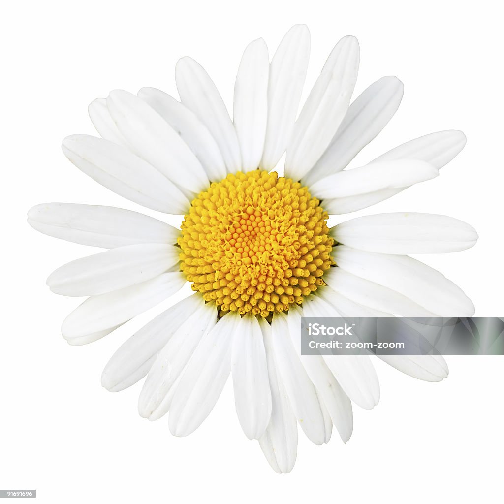 Daisy macro - Photo de Amour libre de droits