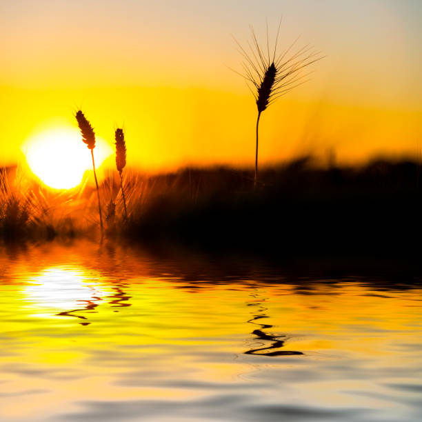 istock wheat ear at the sunset reflected in a water 916917100