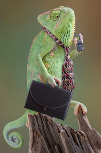 A veiled chameleon businessman is calling an associate on his cell phone. He is holding a briefcase in one hand and a cell phone in the other. He has a tie on and looks to be on his way to work. 