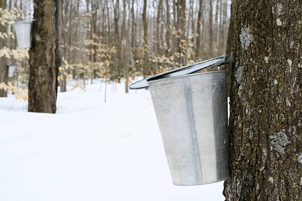 istock Droplet of maple sap falling into a pail 91691759