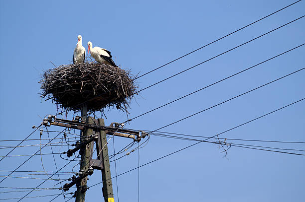 istock Stork couple on nest / the pole over blue sky 91691768
