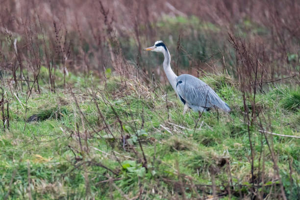 istock Alert grey heron (Ardea cinerea) in field with tall bushes. 916918322