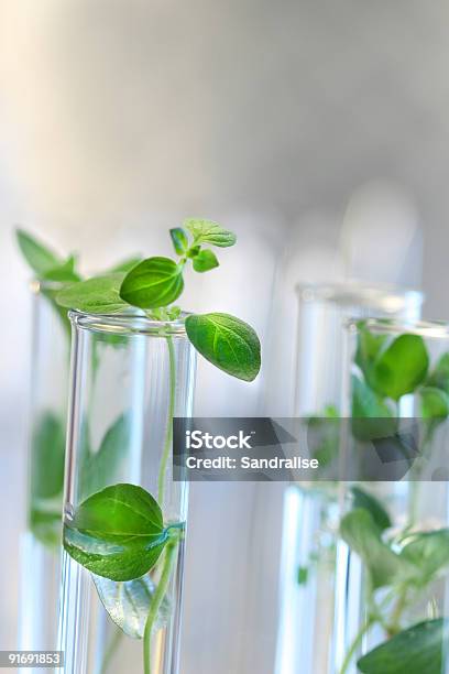 試験管に小さな植物 - 実験室のストックフォトや画像を多数ご用意 - 実験室, DNA, カスタマイズ