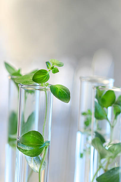 tubos de ensaio com plantas pequenas - crossbreeding - fotografias e filmes do acervo