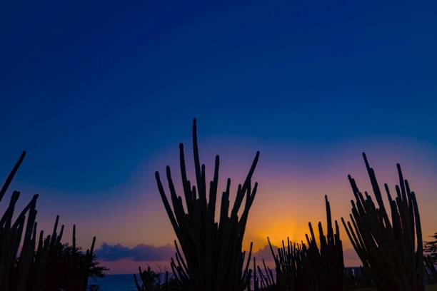 istock Caribbean island of Aruba 916918596