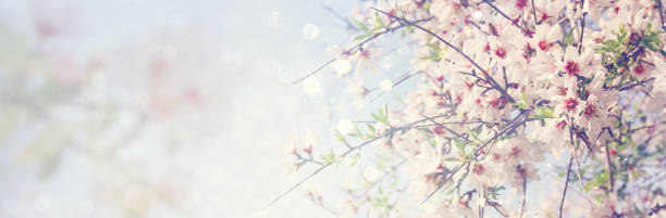 istock website banner background of of spring white cherry blossoms tree. selective focus. 916918706