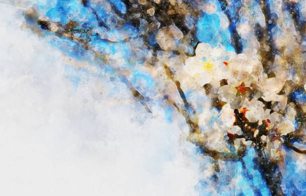 istock watercolor style and abstract image of cherry tree flowers. 916918724