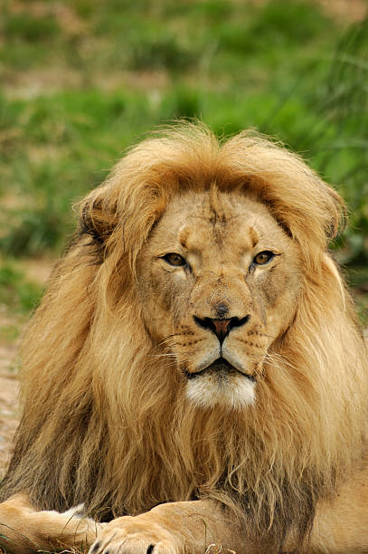 istock African lion male 91692024