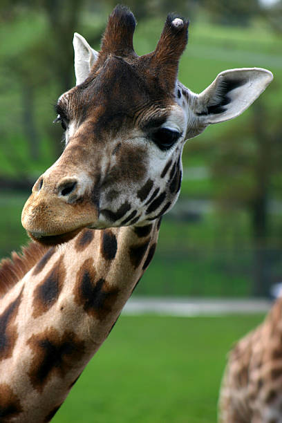 istock Giraffe in a wildlife park 91692166