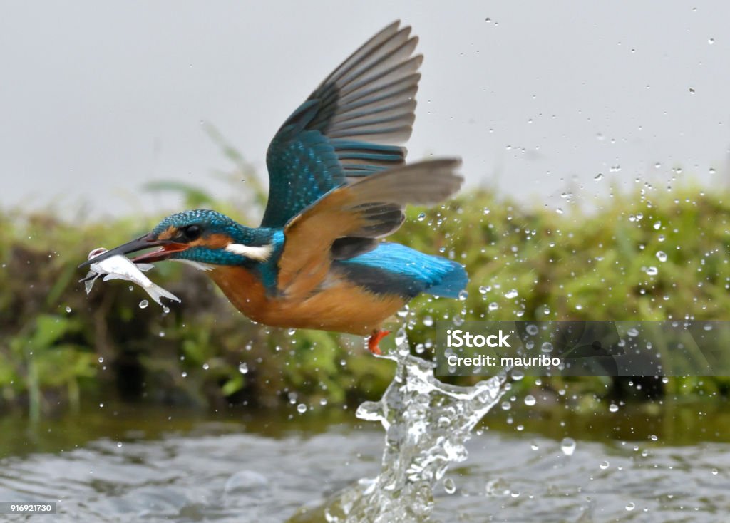 Martin-pêcheur (Alcedo atthis) - Photo de Martin-pêcheur libre de droits