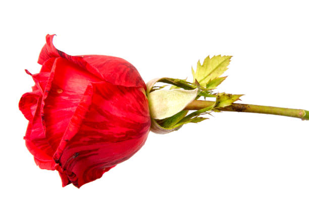 istock Red rose flower head isolated on white background cutout 916921818