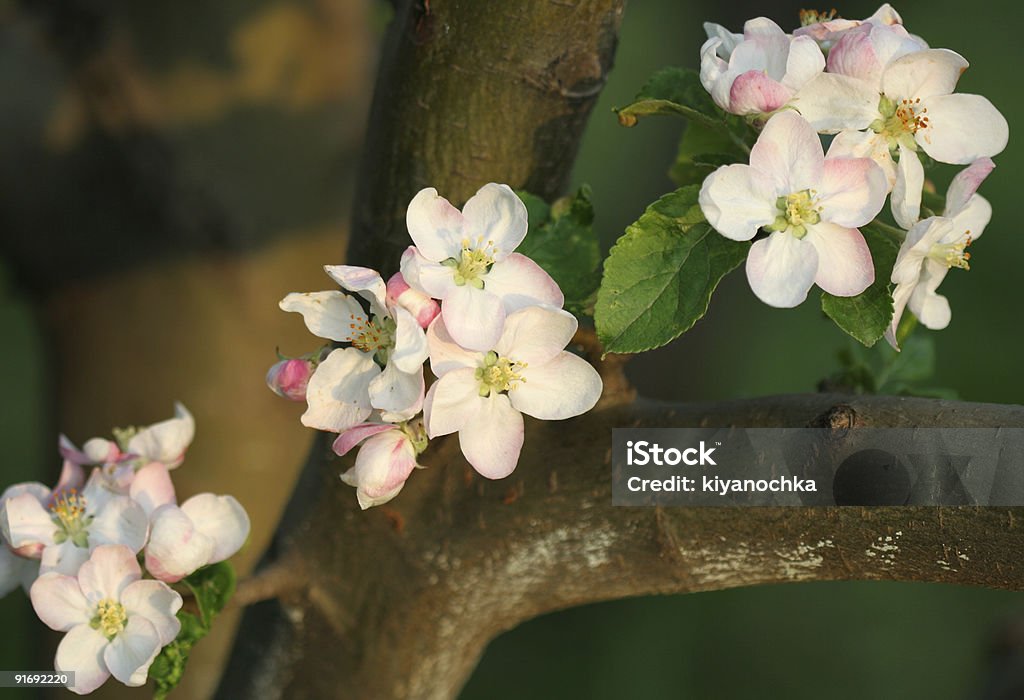 Flor de manzano - Foto de stock de Abril libre de derechos