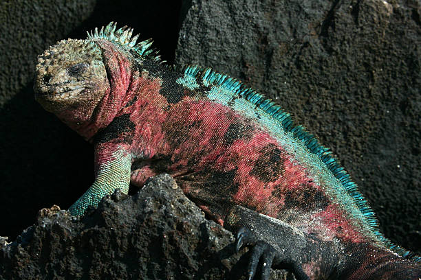 Colorful Marine Iguana resting in the sun at a lava field on one of Galapagos Islands.