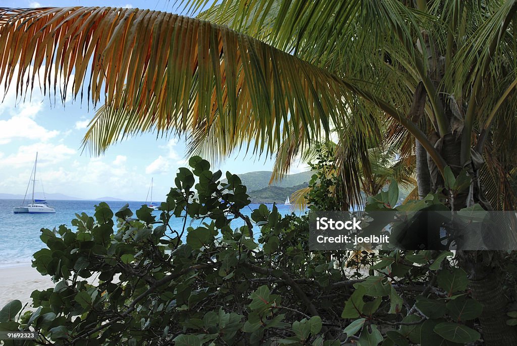 Palm tree y la playa - Foto de stock de Agua libre de derechos