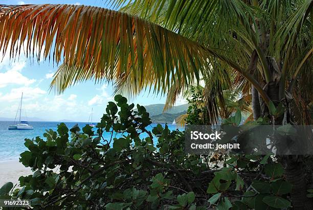 Palm Tree Y La Playa Foto de stock y más banco de imágenes de Agua - Agua, Aire libre, Aislado