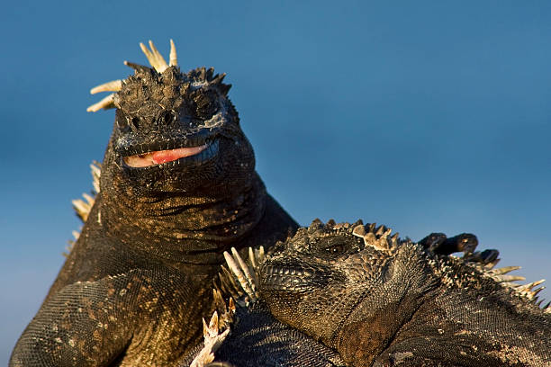 istock Group of Galapagos Marine Iguanas Against a Deep Blue Sky 91692379