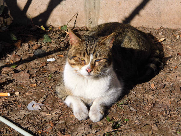 istock blind cat, a blind crippled cat, cat diseases 916924716