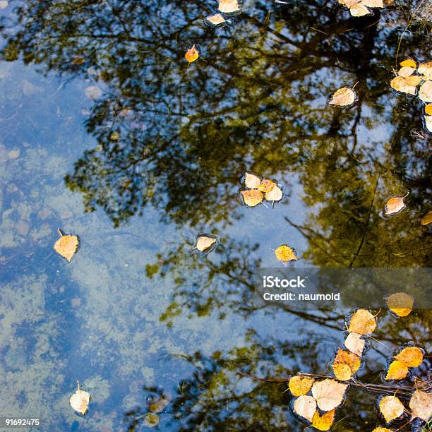 Blätter Im Wasser Stockfoto und mehr Bilder von Alterungsprozess - Alterungsprozess, Ast - Pflanzenbestandteil, Auf dem Wasser treiben