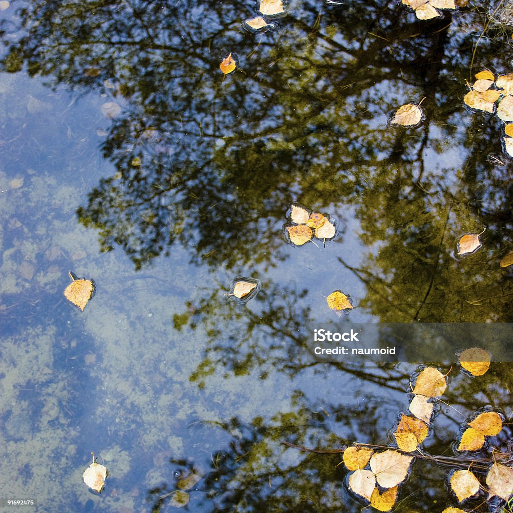 Feuilles sur l'eau - Photo de Arbre libre de droits