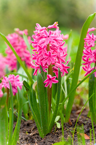pink hyacinth growing in garden

[url=http://www.istockphoto.com/file_search.php?action=file&lightboxID=3680341][img]http://www.ljplus.ru/img4/l/a/lazy_n/__flowers.jpg[/img][/url]