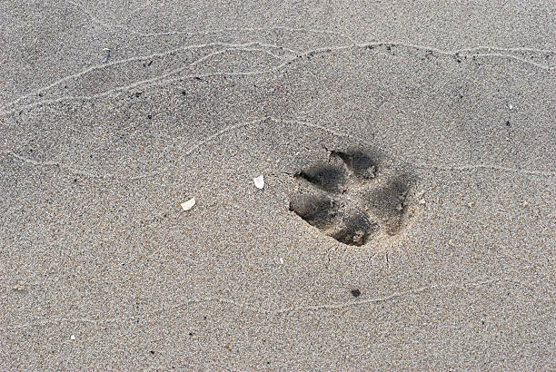 istock Large dog print in the sand 91692655