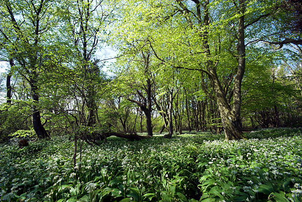 istock Blooming wild garlic in the forest 91693032