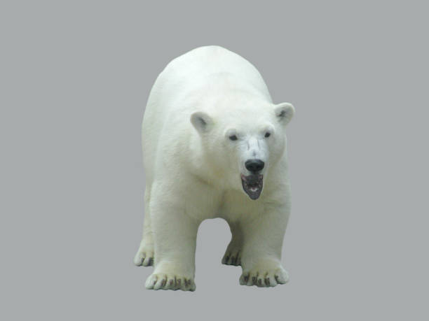 istock Young cub of a polar bear. 916931618