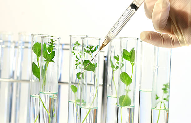 istock Syringe Injects liquid in Test Tubes 91693208