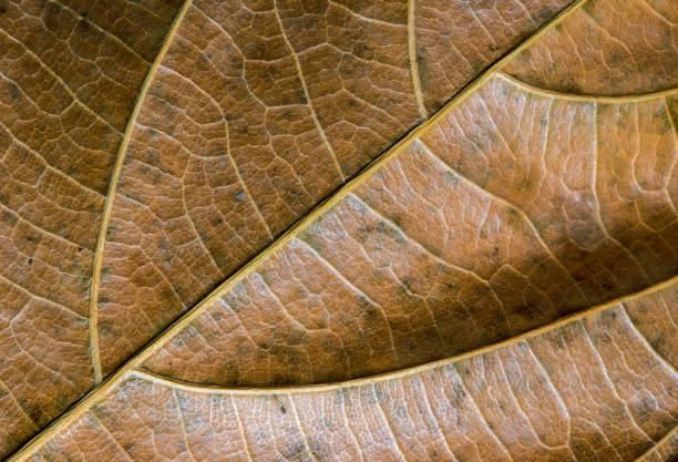 istock Dead leaf closeup. Autumn leaf texture macro photo. Yellow leaf vein pattern. 916932110