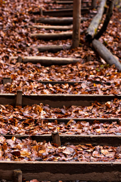 una scala in legno coperta di foglie cadute. - duke gardens foto e immagini stock