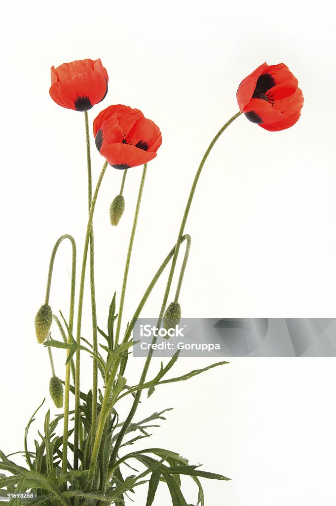 Amapola - Foto de stock de Amapola - Planta libre de derechos