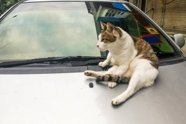 istock Cat climb on car can damage paint with paws claws 916932714