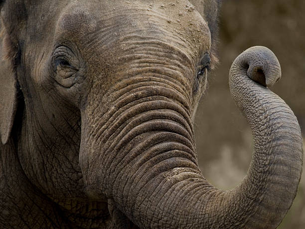 Elephant greetings stock photo