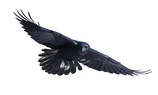 Common raven in flight on white background