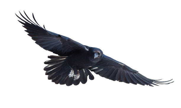 Common raven in flight on white background Common raven in flight on white background white crow stock pictures, royalty-free photos & images