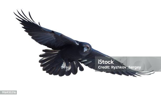 Common Raven In Flight On White Background Stock Photo - Download Image Now - Crow - Bird, Raven - Bird, Flying