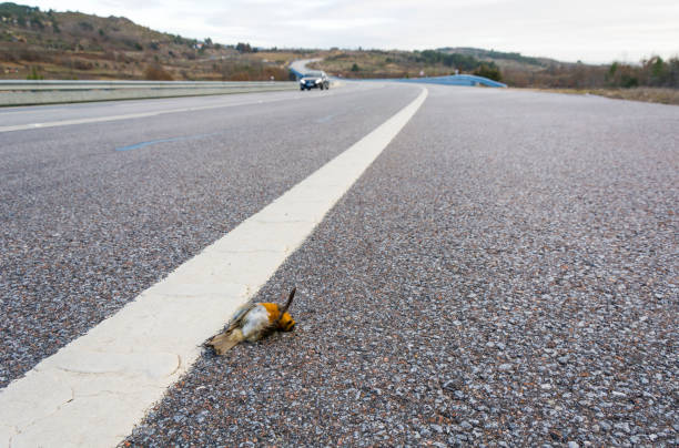 Bird killed by a car