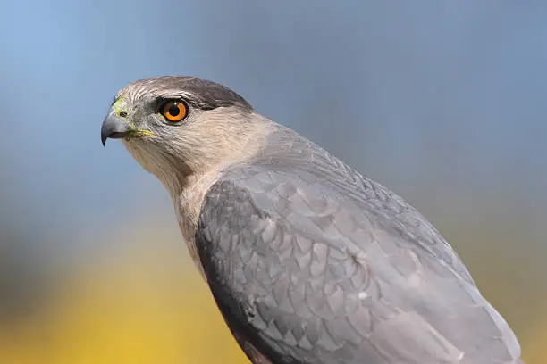 Photo of Cooper’s Hawk (accipiter cooperii)