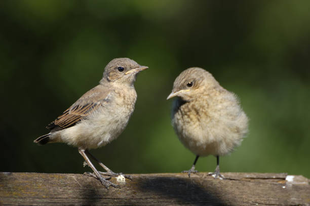 istock Two Juvenile Northern Wheatears 916935684